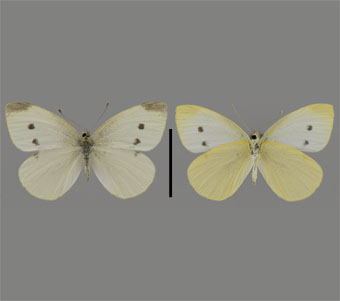 Pieridae: Pierinae 
 
Pieris rapae (Linnaeus, 1758)Cabbage ButterflyFMNH-INS 124049 
Lake Bluff, Lake County, IL4 June 1997