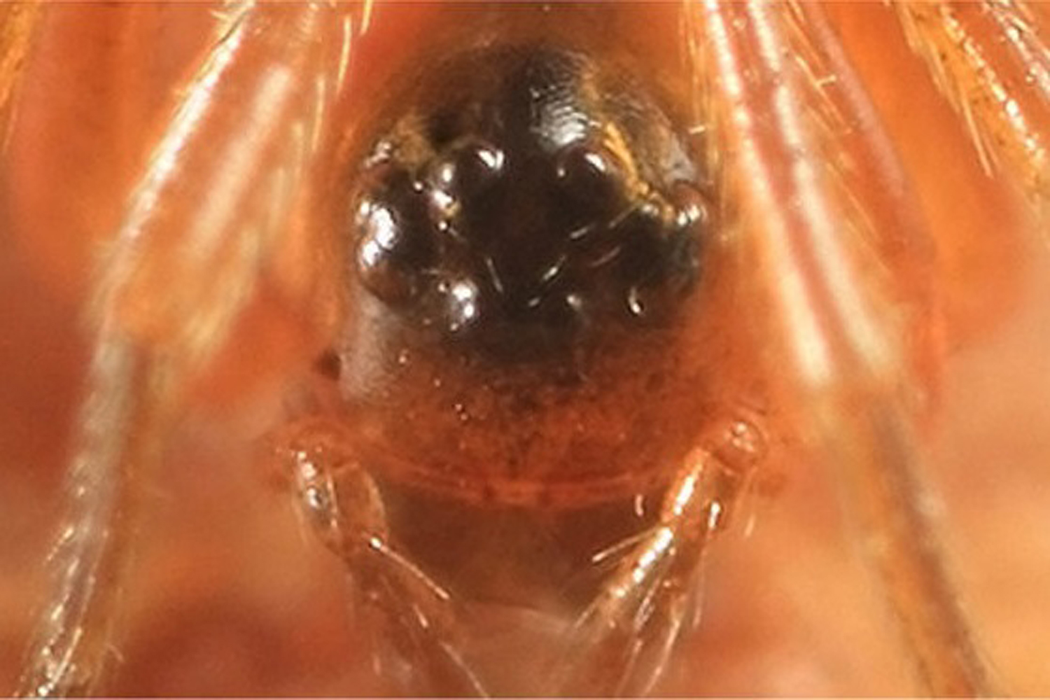 Face of a female Dwarf Spider.