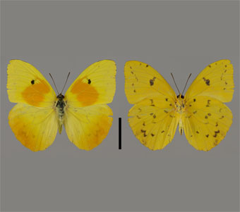 Pieridae: Coliadinae 
 
Phoebis philea (Linnaeus, 1763)Orange-Barred SulfurFMNH-INS 124054 
Pedernales Prov., Sierra de Boruco, Cabo Rojo, Dominican Republic4 August 1995