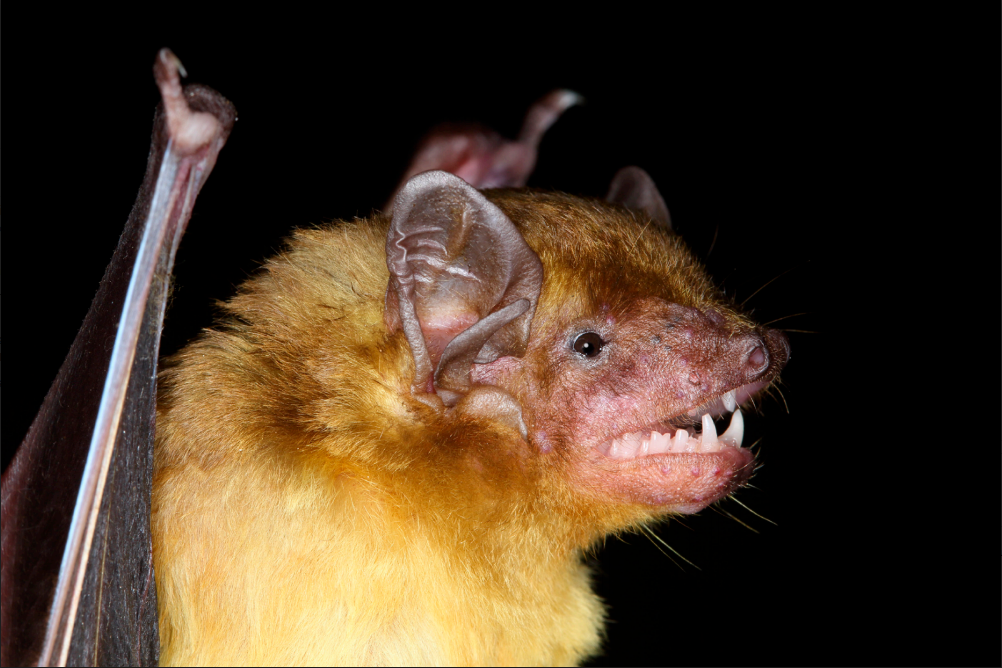 Close-up image of a bat.