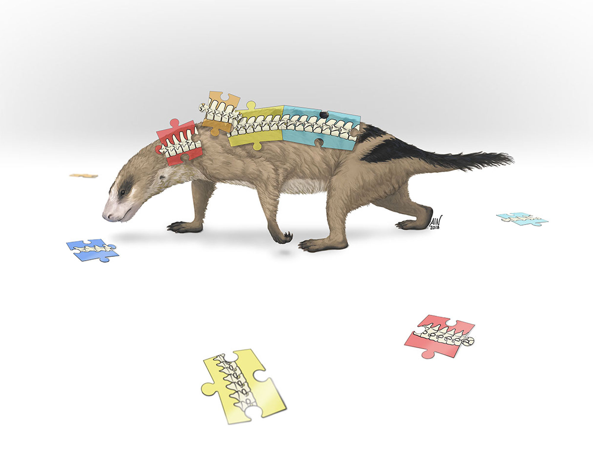 Image for When mammal ancestors evolved flexible shoulders, their backbones changed too