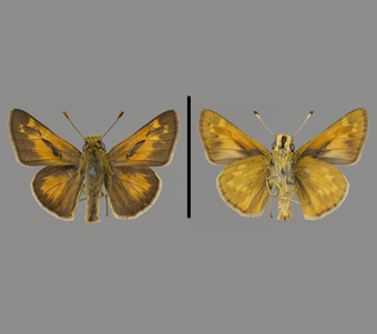 Hesperiidae: Hesperiinae 
 
Hesperia sassacus Harris, 1862Indian SkipperFMNH-INS 124090 
Scranton, Lackawanna County, PAJune 1920