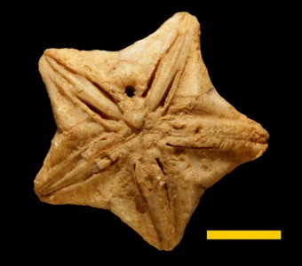 Echinodermata - Blastoidea - Fissiculata
 
Orophocrinus stelliformisSpecimen UC 6366
Burlington Formation
Paleozoic - Mississippian
Burlington, Iowa