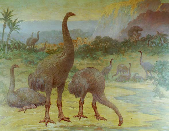 Two giant moas, or Dinornis, stand along a winding creek, one with it's head down to drink. A third sits on the ground behind them, while two more groups are seen in the distance.