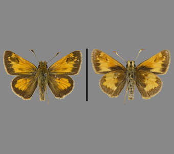 Hesperiidae: Hesperiinae 
 
Poanes hobomok (Harris, 1862)Northern Dimorphic Skipper, maleFMNH-INS 124092 
Arlington Heights, IL11 June 1931