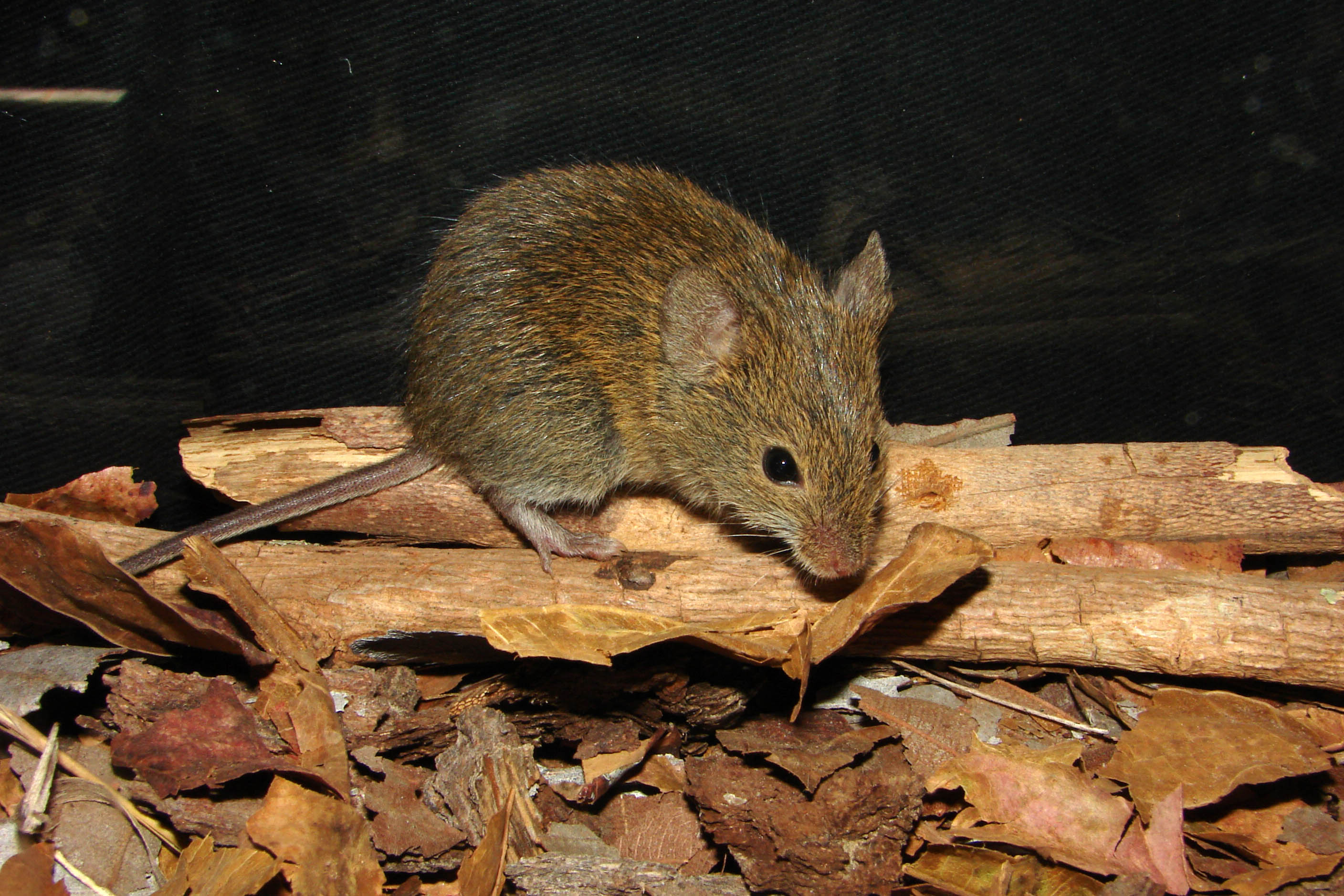 A mouse perched on sticks surrounded by dried brown leaves.
