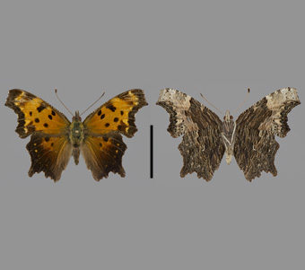 Nymphalidae: Nymphalinae: Nymphalini 
 
Polygonia progne (Cramer, 1775)Dark-Gray Comma (Dark-Gray Anglewing)FMNH-INS 124037 
Apple River Canyon, Jo Daviess County, IL17 June 1991