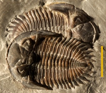 Arthropoda - Trilobita - Phacopida
 
Greenops boothiSpecimen PE 56147
Ludlowville Formation - Ledyard Shale Member - Alden Pyrite Bed
Paleozoic - Middle Devonian - Givetian
Alden, New York