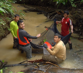 In October 2009, the team began its inventory of the headwaters of the Napo and Algodón rivers, tributaries of the large Amazon and Putumayo rivers, and ancestral lands of the Maijuna. We found a vast wilderness that harbors a full sample of the enormous diversity typical of western Amazonia.
Ichthyologists found a handful of fish species new to science. A. del Campo