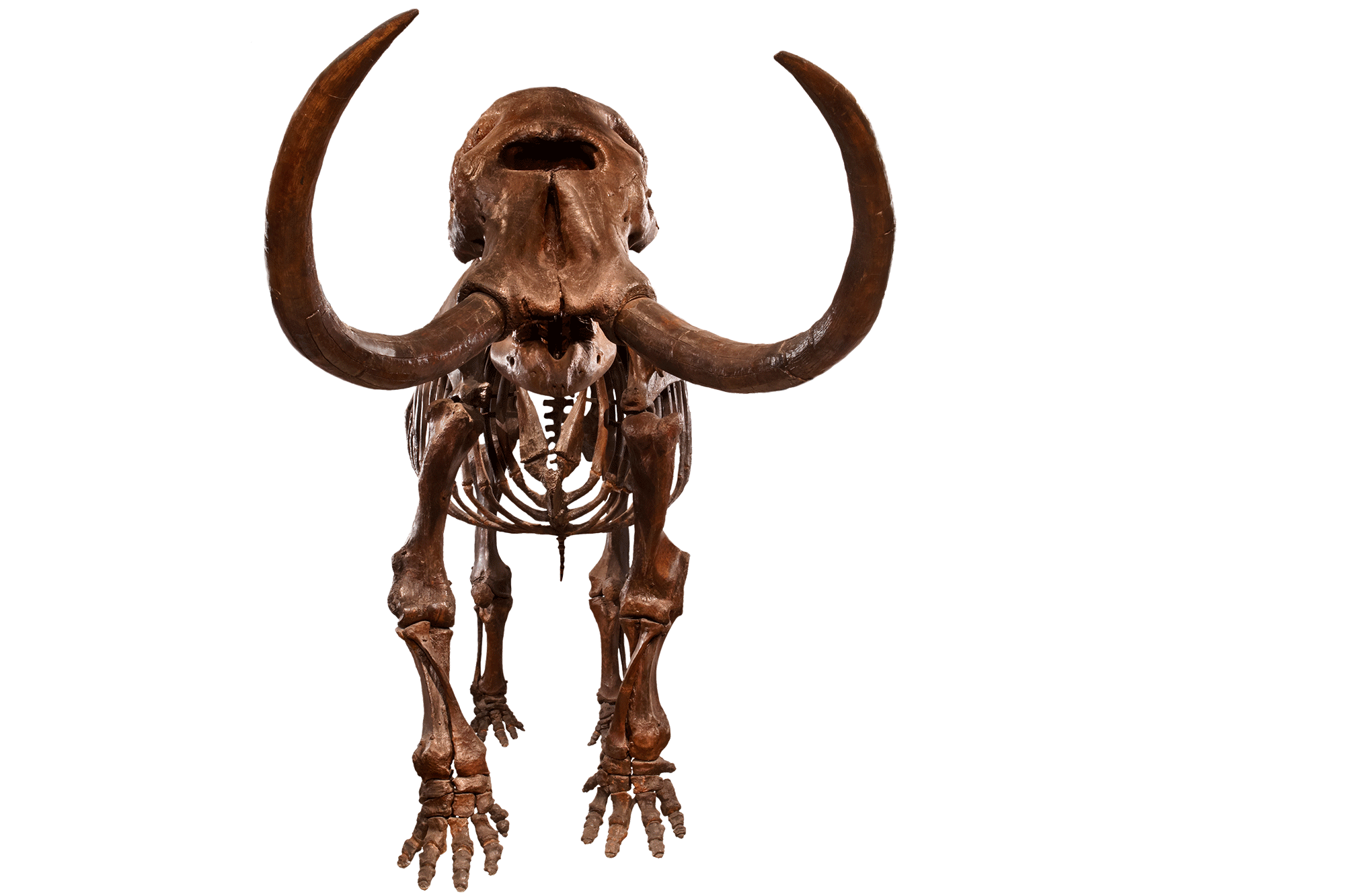 Fossil skeleton