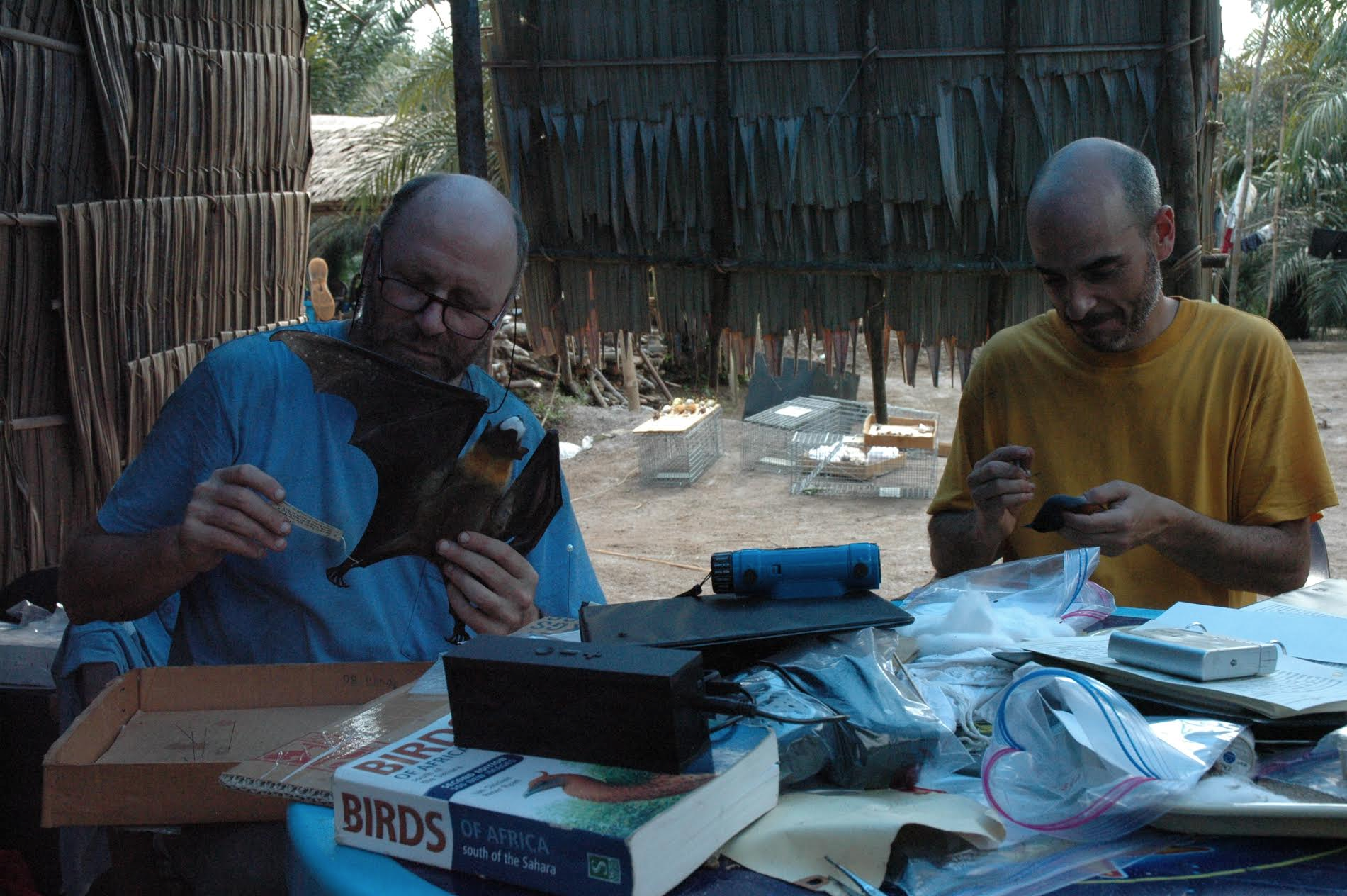 Bill and Ben Marks (Collections Manager, Birds) prepping specimens in the Congo, 2013. Photo by Bill Stanley.