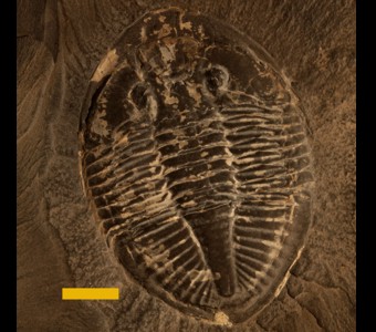 Arthropoda - Trilobita - Asaphida
 
Pseudogygites latimarginatusSpecimen PE 56130
Lower Whitby Formation
Paleozoic - Late Ordovician
Ontario, Canada