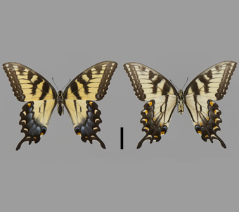 Papilionidae: Papilioninae: Papilionini 
 
Papilio glaucus Linnaeus, 1758Tiger Swallowtail, femaleFMNH-INS 124002 
Freeport, Stephenson County, IL4 August 1991