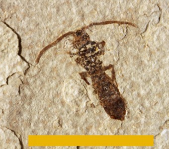 Arthropoda - Insecta - Hymenoptera(ants, bees, wasps)
 
unidentified hymenopteridSpecimen PE 60938
Green River Formation - Fossil Butte Member
Cenozoic - Paleogene - Eocene
Kemmerer, Wyoming