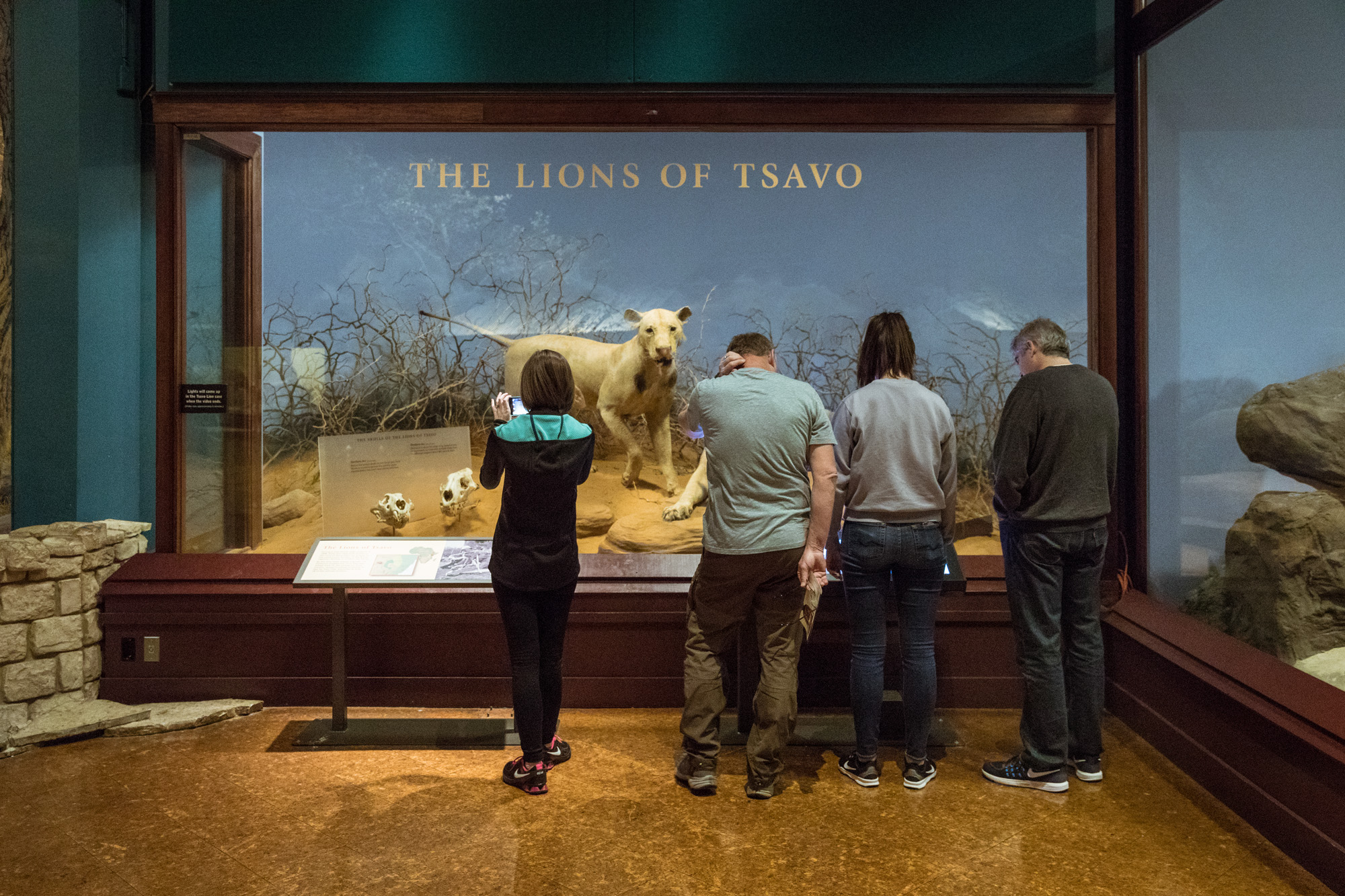 Tsavo Lions - Field Museum
