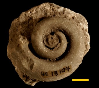 Mollusca - Gastropoda - Euomphalina - Euomphalidae
 
Straparollus magnusSpecimen UC 18104 (holotype)
Guelph Formation
Paleozoic - Silurian
Hawthorne, Illinois