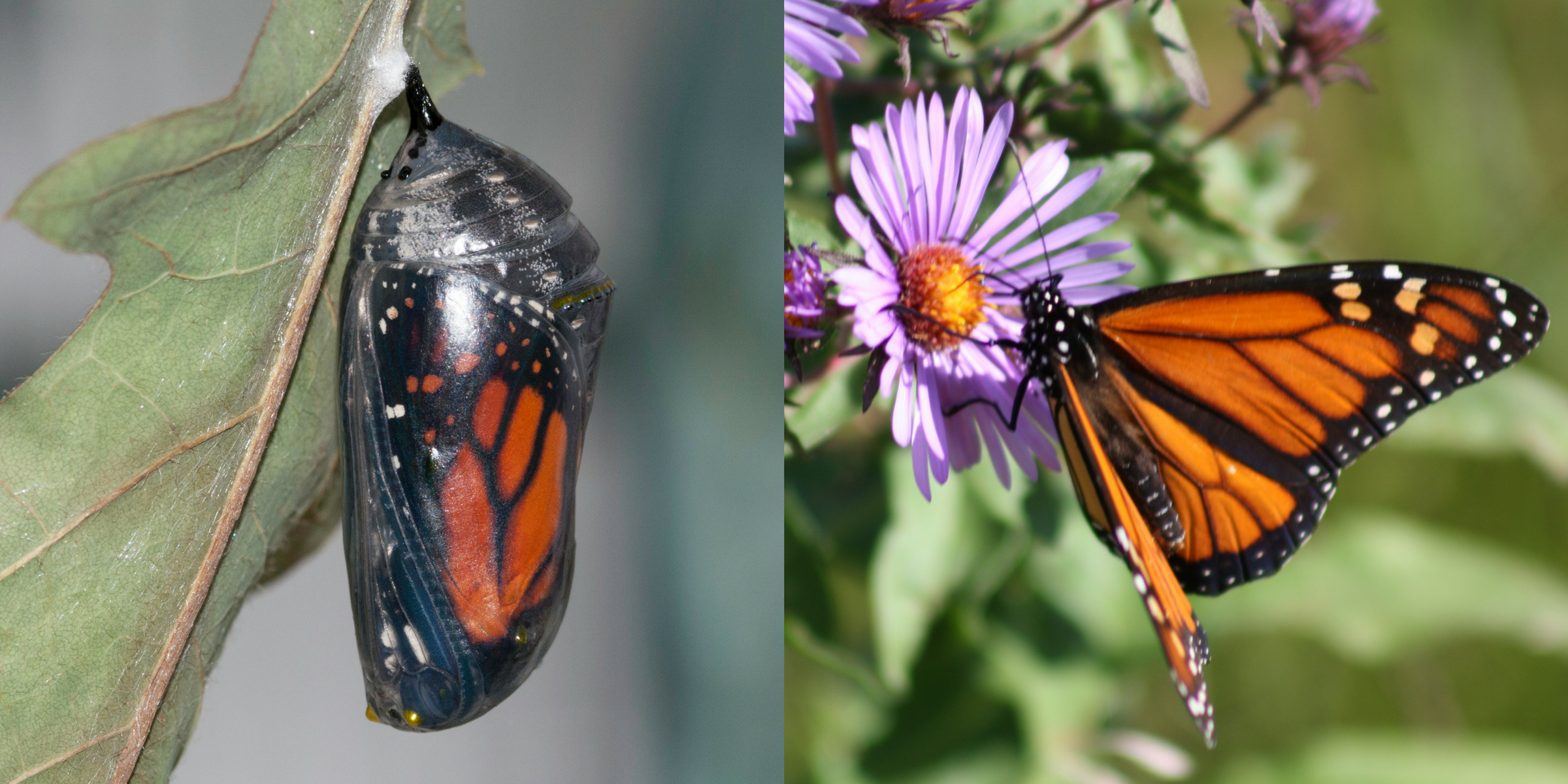 Monarch Butterfly – Curious Critters