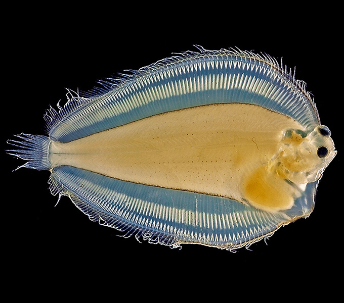 A very small Dover Sole (Microstomus) collected in a midwater trawl. The eyes of flatfishes, such as this sole, start out like a regular fish with one on each side, but as they mature the eye migrates from the blind side to the eyed side.  This individual has recently finished the eye migration.