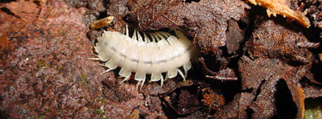 Millipede Xystodesmidae