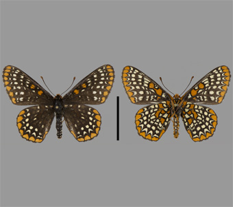 Nymphalidae: Melitaeini 
 
Euphydryas phaeton (Drury, 1773)Baltimore CheckerspotFMNH-INS 124020 
Beach Street Park, Lake County, IL5 July 1971