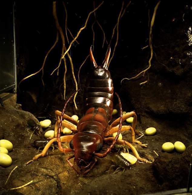 Earwig. Robotic insect inhabiting the Underground Adventure exhibit.Credit Information:© 1999 The Field MuseumID# Z94274cPhotographer: John Weinstein