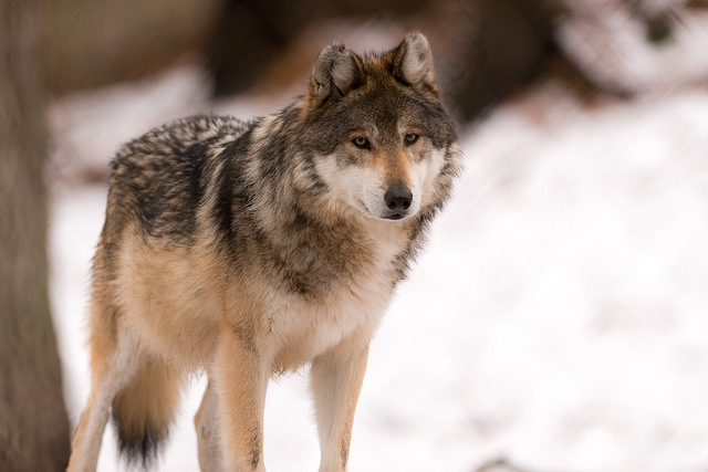 A large gray wolf standing on a snow bank, looking at the camera