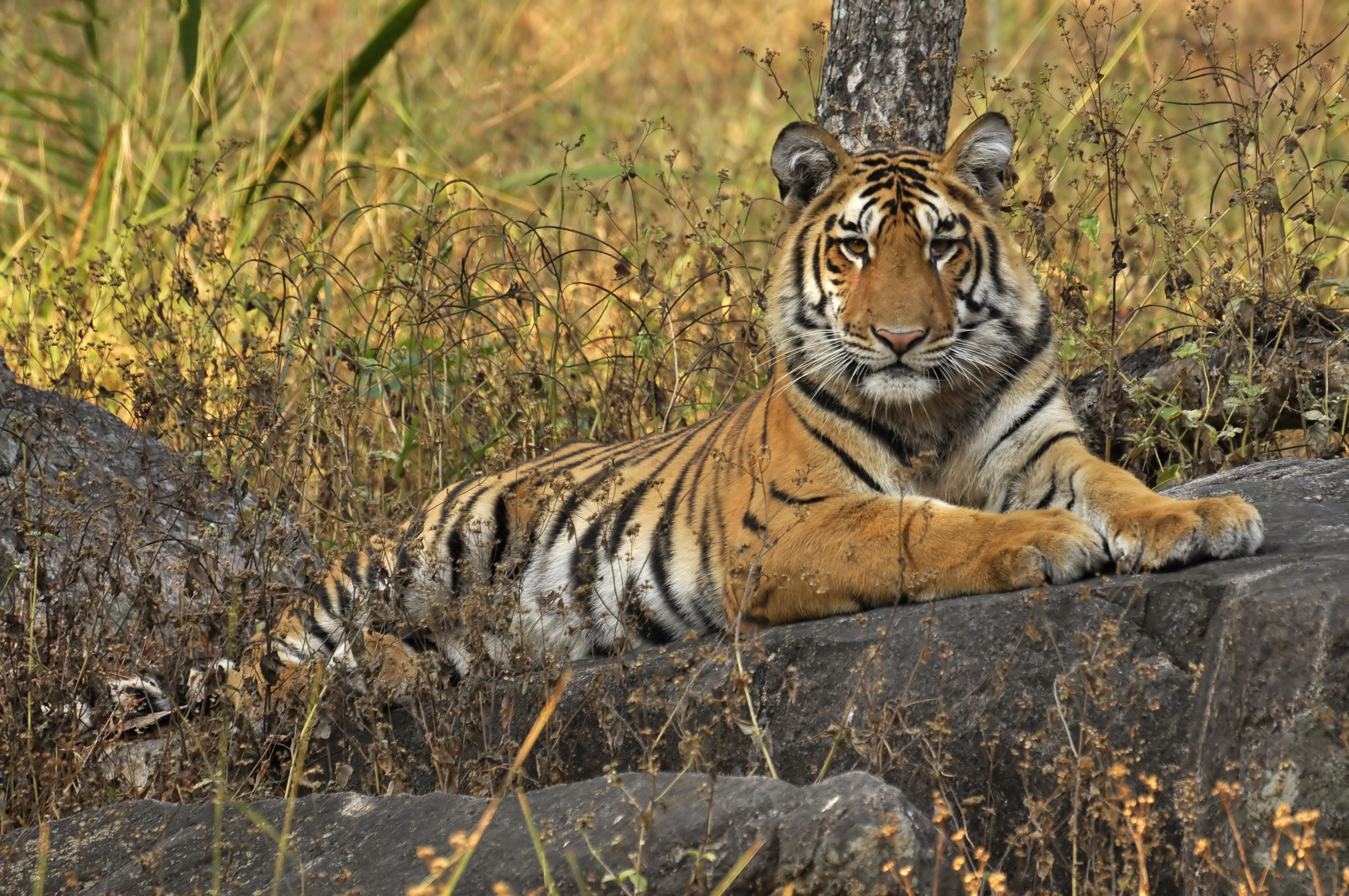 © Prasenjeet Yadav