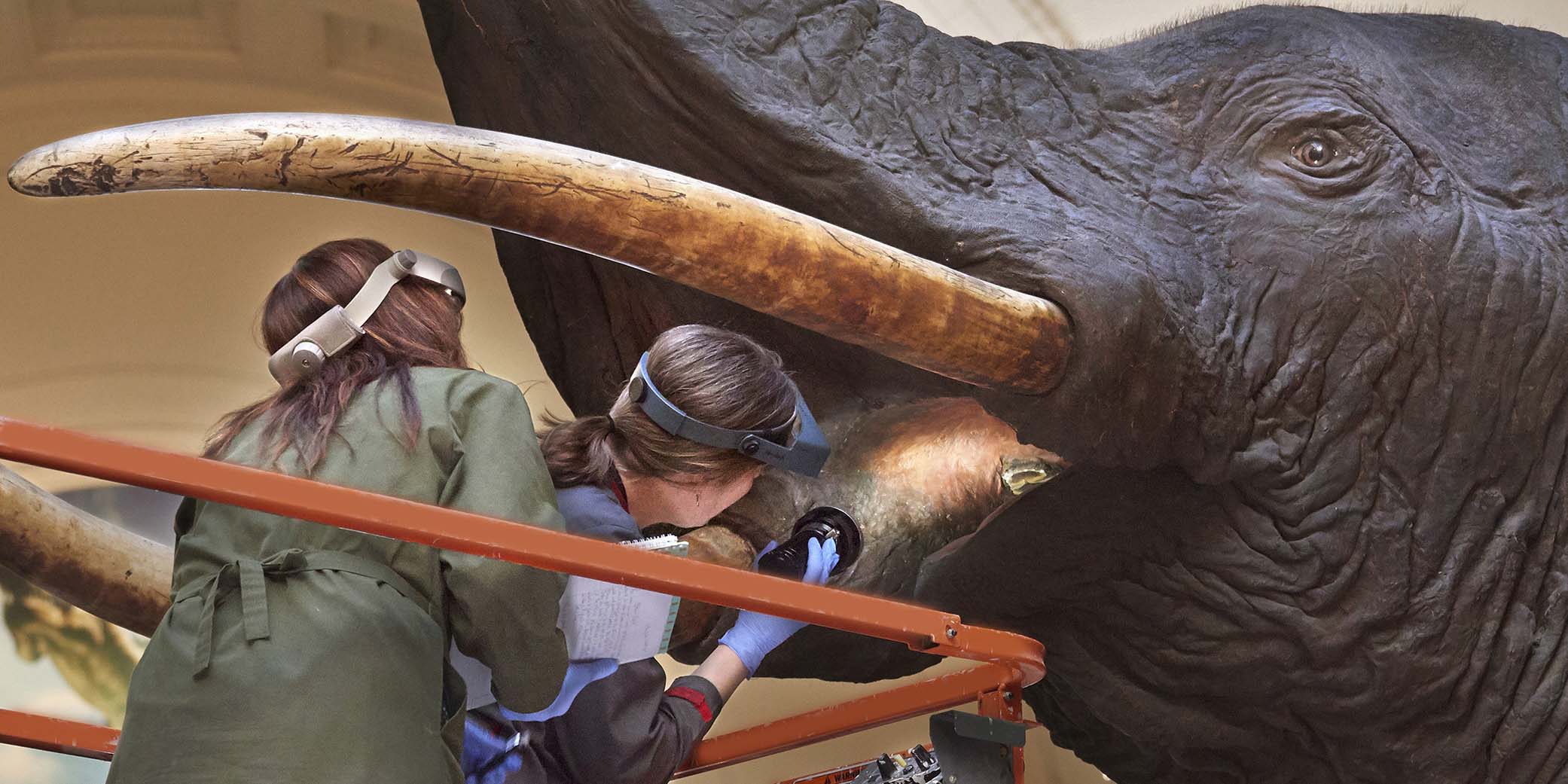 Two women wearing headlamps peer into the mouth of a large taxidermy elephant