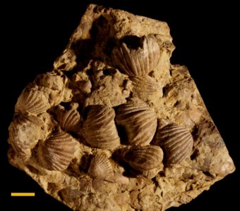 Brachiopoda - Rhynchonellata - Rhynchonellida
 
Hiscobeccus capaxPreviously (Lepidocyclus capax)                     (Atrypa capax)Specimen PE 16568
Tanner's Creek Formation
Paleozoic - Late Ordovician
Abington, Indiana