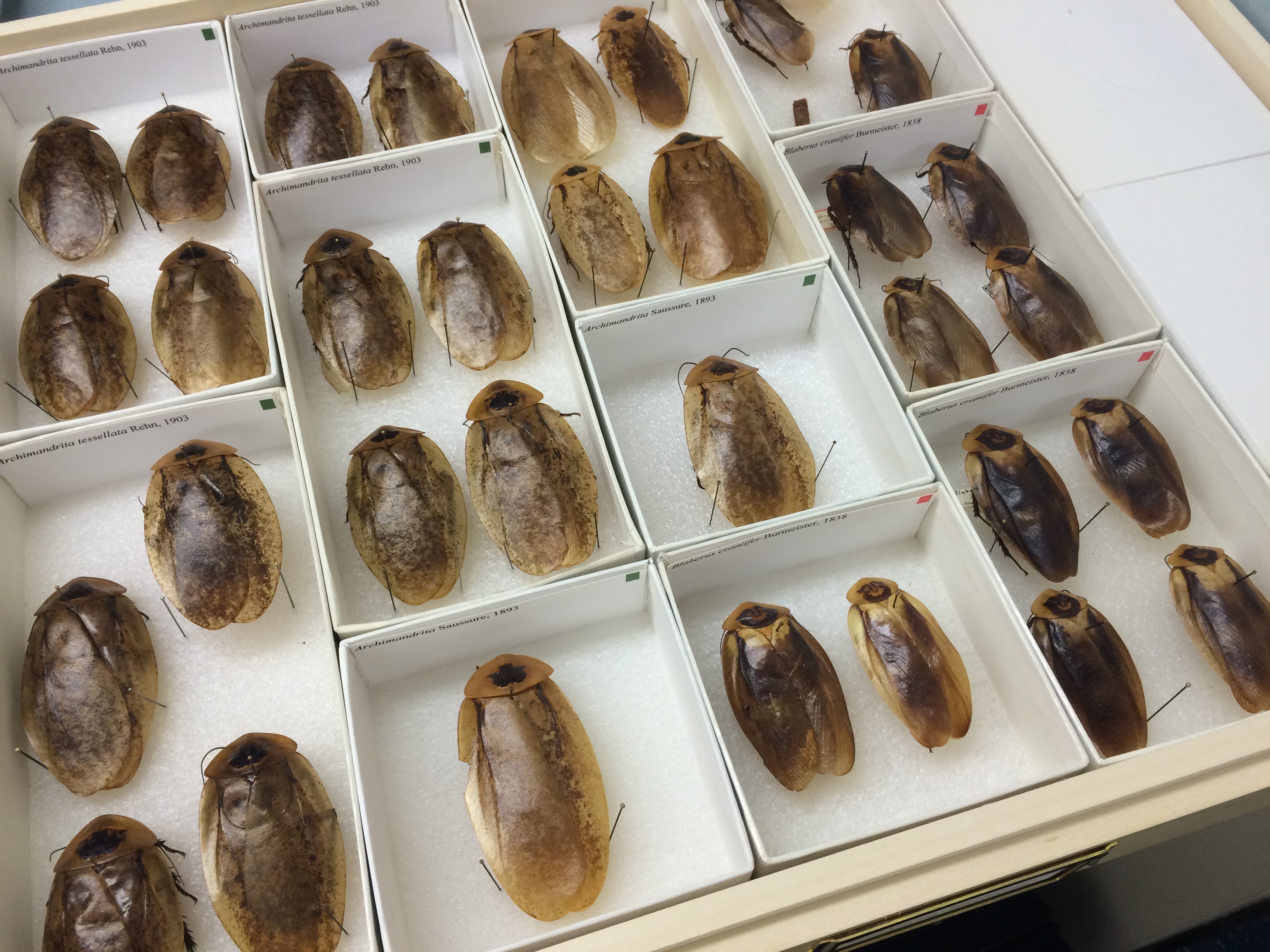 Rows of tan and brown cockroach specimens pinned in white boxes.