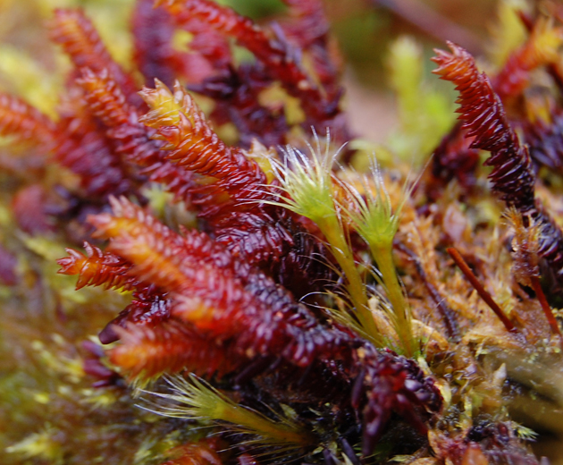 Image for Focus: Bryophytes and Pteridophytes