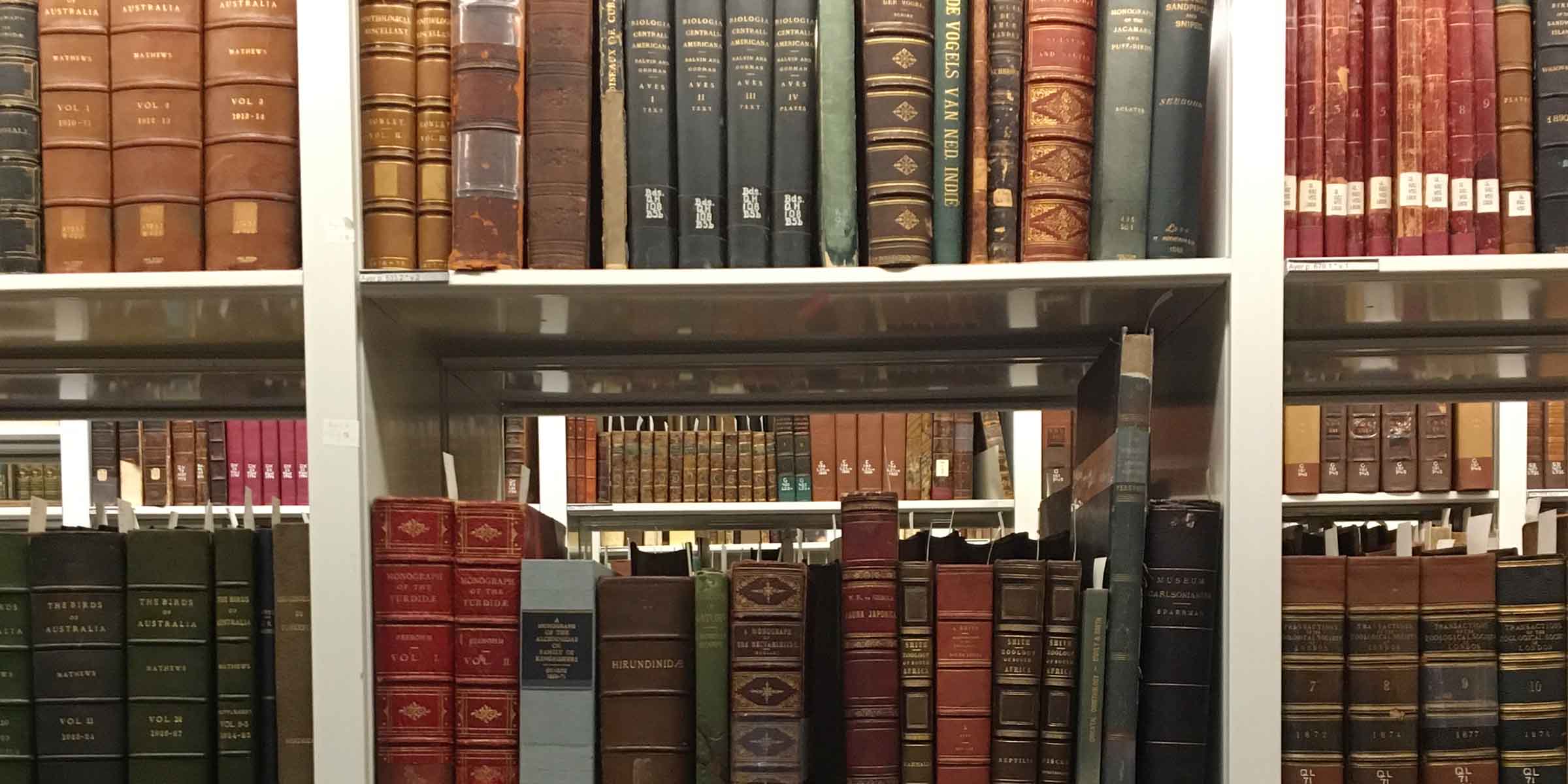 Shelves of large, ornate books in different colors (green, brown, red, blue), many with gold designs emblazoned on their spines