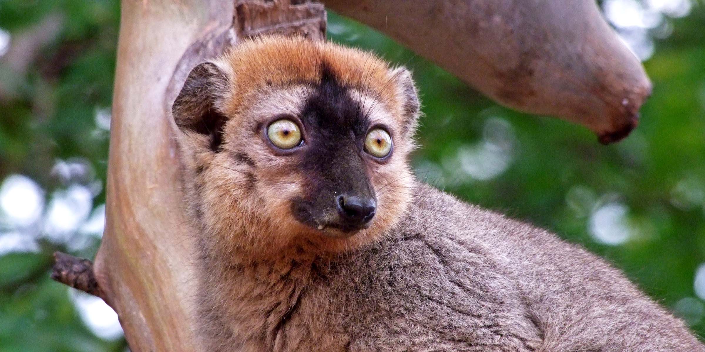 A brown lemur sitting in a tree, staring ahead with wide eyes.
