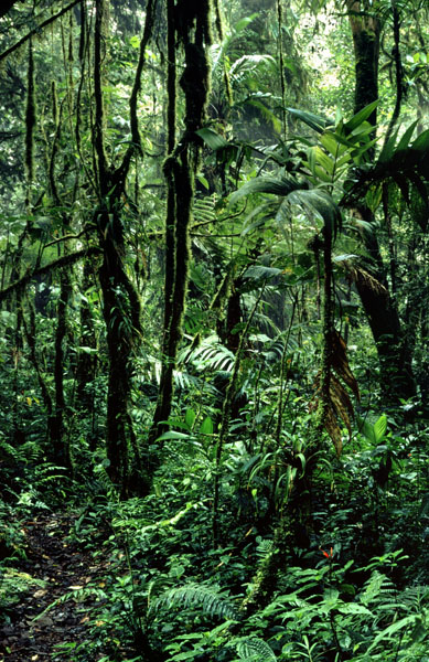 Rainforest in Costa Rica.
Credit Information:
© 1977 The Field Museum
ID# B9T
Photographer: William Burger