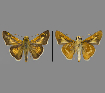 Hesperiidae: Hesperiinae 
 
Hesperia leonardus Harris, 1862Blazing-Star Skipper, maleFMNH-INS 124088 
Elmwood, RI1 September 1924