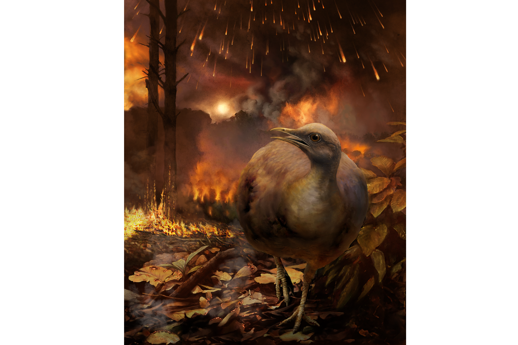 Illustration of prehistoric bird fleeing fire after an asteroid impact. Flames and smoke visible in background.