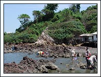 Bivalve collecting on the rocky headlands of Kungkrabaen Bay.