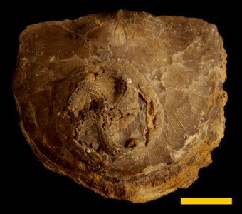 Echinodermata - Edrioasteroidea -Isorophida
 
Carneyella pileaSpecimen UC 54070
Paleozoic - Late Ordovician
Cincinnati, Ohio