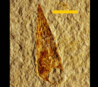 Mollusca - Gastropoda -
 
Goniobasis sp.Specimen PE 60131
Green River Formation - Fossil Butte Member
Cenozoic - Paleogene - Eocene
Kemmerer, Wyoming