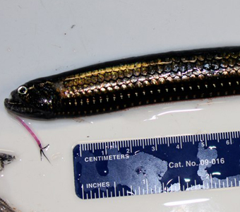 A dragonfish collected off the coast of San Diego, California. This dragonfish is an open ocean predatory fish that attracts prety in the deep sea with it's bioluminescent barbel.