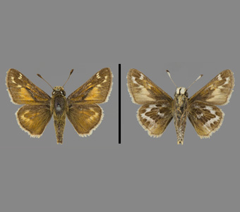 Hesperiidae: Hesperiinae 
 
Hesperia metea Scudder, 1863Cobweb SkipperFMNH-INS 124091 
Rumford, Providence County, RI20 May 1919