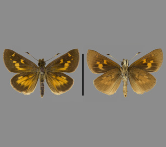 Hesperiidae: Hesperiinae 
 
Poanes viator (W.H. Edwards, 1865)Broad Marsh SkipperFMNH-INS 124101 
Elizabeth, Union County, NJJuly 1913