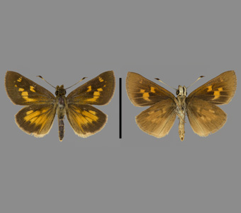 Hesperiidae: Hesperiinae 
 
Poanes viator (W.H. Edwards, 1865)Broad Marsh SkipperFMNH-INS 124101 
Elizabeth, Union County, NJJuly 1913