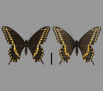 Papilionidae: Papilioninae: Papilionini 
 
Papilio polyxenes Fabricius, 1775American Swallowtail (Black Swallowtail)FMNH-INS 124004 
Freeport, Stephenson County, IL27 August 1995