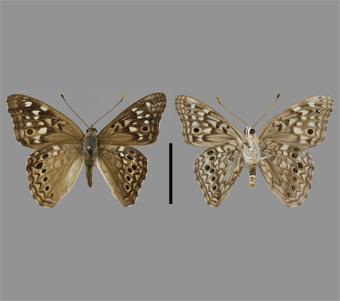 Nymphalidae: Apaturinae 
 
Asterocampa celtis bilteral gynandromorphy (Boisduval & Leconte, [1835])Hackberry EmperorFMNH-INS 124041 
Mississippi Palisades, Jo Daviess County, IL11 June 1991