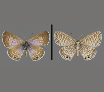 Lycaenidae: Polyommatinae: Polyommatini 
 
Leptotes marina (Reakirt, 1868)Striped BlueFMNH-INS 124079 
El Paso, El Paso County, TXJuly 1914