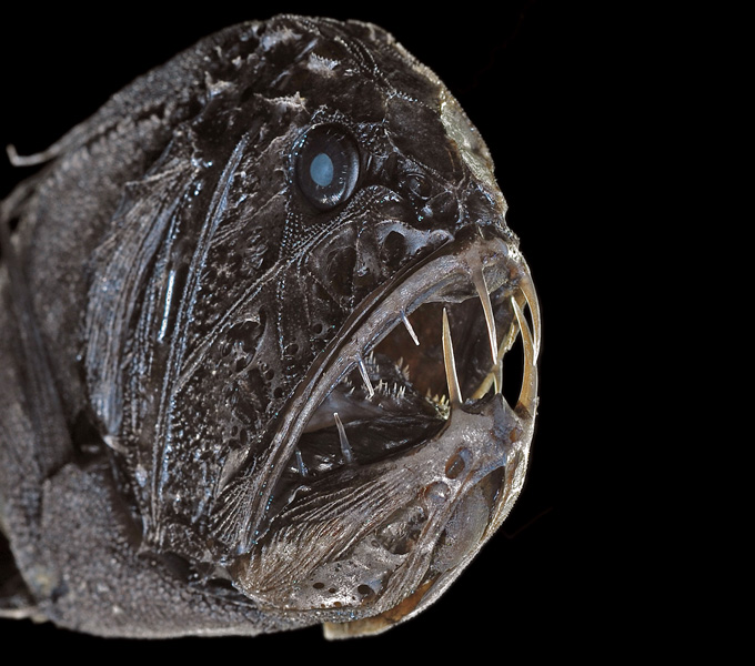 One of the classic deep-sea fishes, the Fangtooth (Anoplogaster cornuta). Despite numerous trawls, we only collected a single specimen of the Fangtooth.