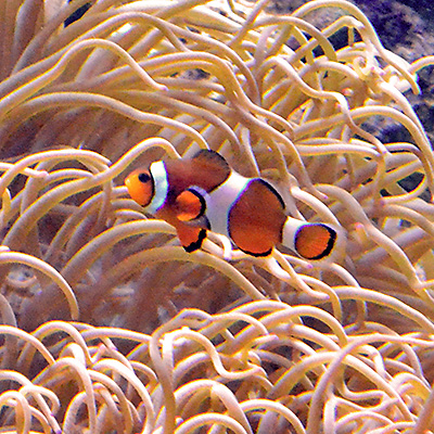 Image for What the Fish? Episode 4: Sneaker Males Are My Anemone