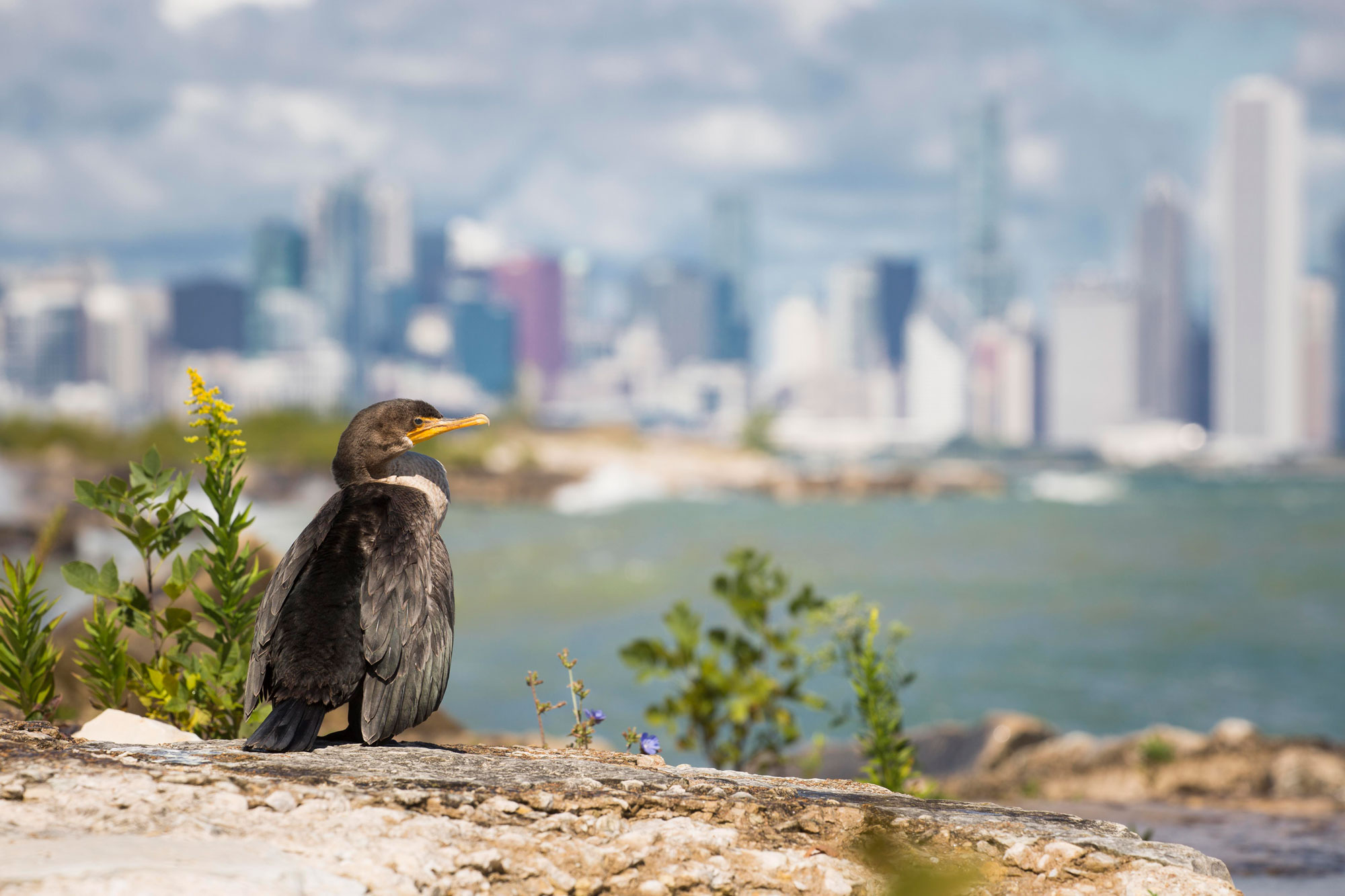 A water bird perches on a rock near a few small plants. A body of water and the Chicago skyline are out of focus in the far distance.