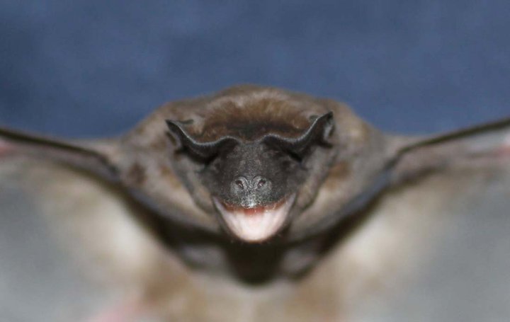 The common mastiff bat, Molossus molossus